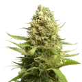 thumb of Banana Kush plant