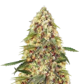thumb of Banana Zkittlez Plant