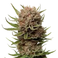 thumb of Black Domina plant