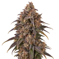 thumb of Black Hulk Cannabis Plant