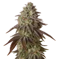 thumb of Black Runtz Auto Plant
