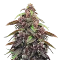 thumb of Blackberry Kush plant
