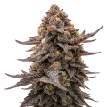 thumb of Blackberry Moonrocks Auto Plant