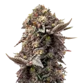 thumb of Blackberry Moonrocks plant