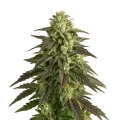 thumb of Blue Cheese Auto Pflanze