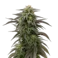 thumb of Blue Cheese Cannabis Plant