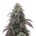 thumb of Blue Zushi Cannabis Plant