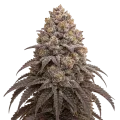 thumb of Blueberry Kush Cannabis Plant