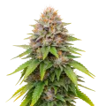 thumb of Blueberry Muffin Cannabis Plant