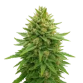 thumb of Bubba Kush Auto Plant