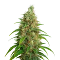 thumb of Bubblegum Auto Plant