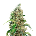 thumb of Bubblegum plant