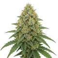 thumb of Bubblegum Sherbet Auto Plant