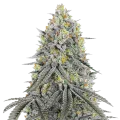 thumb of Bubblegum Sherbet Plant