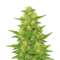 thumb of C. Banana Auto Plant