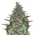 thumb of Canadian Haze Plant