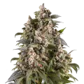 thumb of Cap Junky Plant