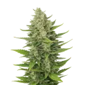 thumb of CBD Critical Mass Auto Pflanze