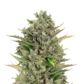 thumb of CBD Critical Mass plant