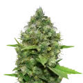 thumb of CBD Diesel plant
