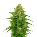 thumb of CBD Express Auto Plant
