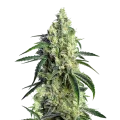 thumb of CBD Girl Scout Cookies Plant