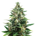 thumb of CBD Harle-Tsu Plant