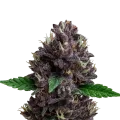 thumb of CBD Purple Kush Auto Plant