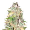 thumb of CBD Sugar Plant