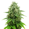thumb of CBD White Widow Auto Plant