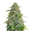 thumb of CBD Zenergy Plant