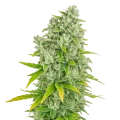 thumb of CBG Citrus Nectar Auto Plant
