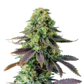 thumb of Chemdawg Plant