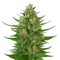 thumb of Cherry AK Auto Plant