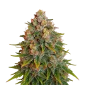 thumb of Cherry Pie Auto Plant