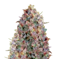 thumb of Cherry Pie plant