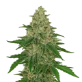 thumb of Chocolope Auto Pflanze