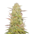 thumb of Chronic Cannabis Plant