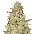 thumb of Colombian Gold Plant