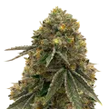 thumb of Critical 47 plant