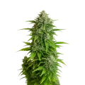 thumb of Critical Auto Pflanze