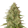 thumb of Critical Jack plant