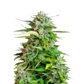 thumb of Critical plant