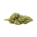 thumb of Critical Purple Auto Bud
