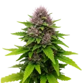 thumb of Critical Purple Auto Plant