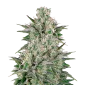 thumb of Critical White plant