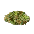 thumb of Crunch Berries Bud