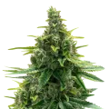 thumb of Diesel plant