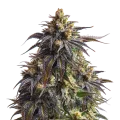 thumb of do-si-dos plant
