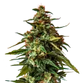 thumb of Doug's Varin Cannabis Plant